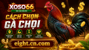 Cach-chon-ga-choi-xoso66
